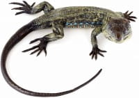 Wiener Bronze - Echse - Leguan - Reptil - authentische Tierfigur - Handbemalt 