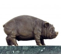 Bronze Schwein / Hausschwein - Bronzestatue - Skulptur von Bugatti