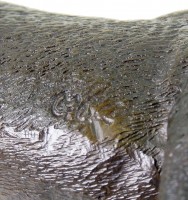 Tierfigur - Bullterrier - Hundestatue - Milo - Bronze Miniatur - Hund
